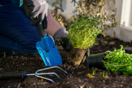 person gräver ned en växt i jorden med hjälp av en blå spade