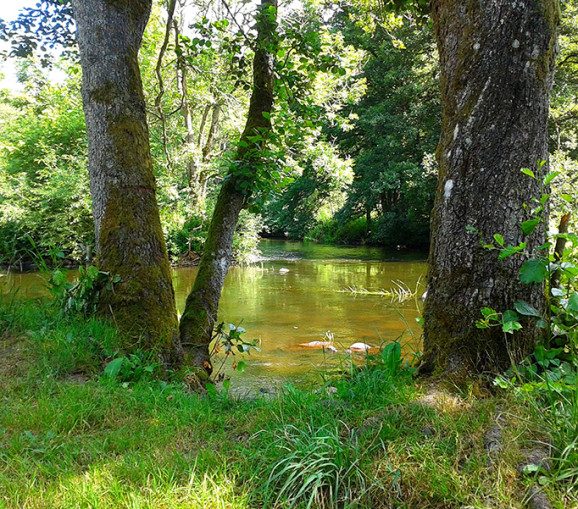 Å med träd och grönt gräs